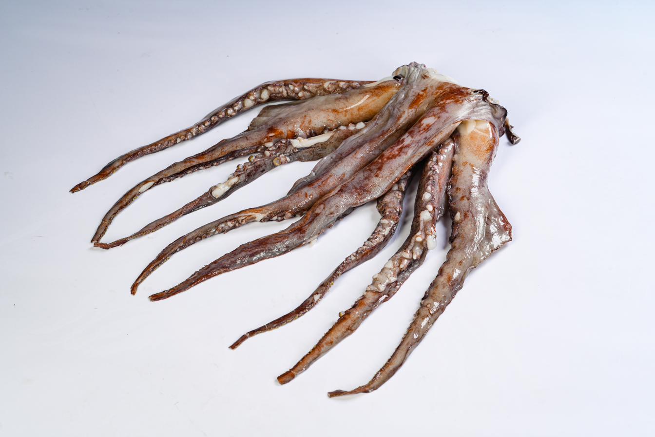 Dosidicus gigas — Giant Squid — head and tentacles specimen shown on a clean studio background.