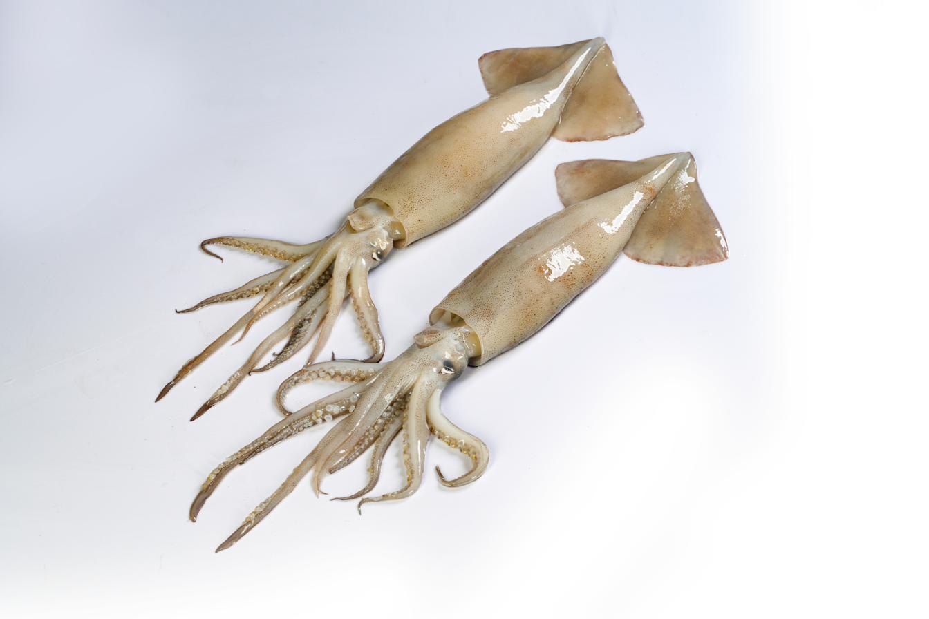 Illex argentinus — Argentine Shortfin Squid — two whole-round specimens shown side by side on a clean studio background.