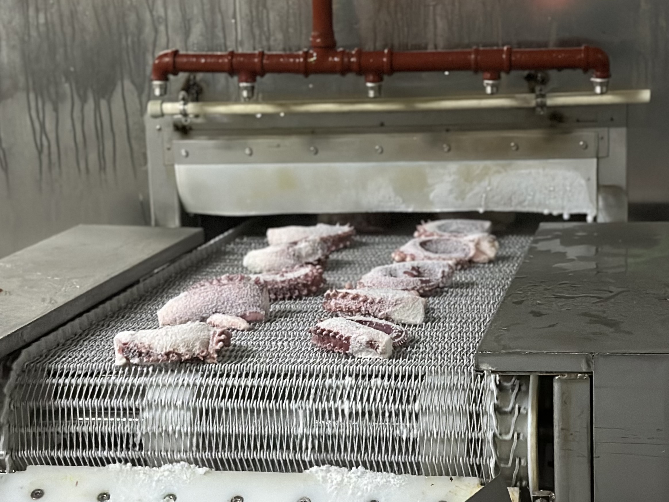 IQF tunnel exit — individually frozen cephalopod pieces emerging on the conveyor mesh below the spray cooling bar.