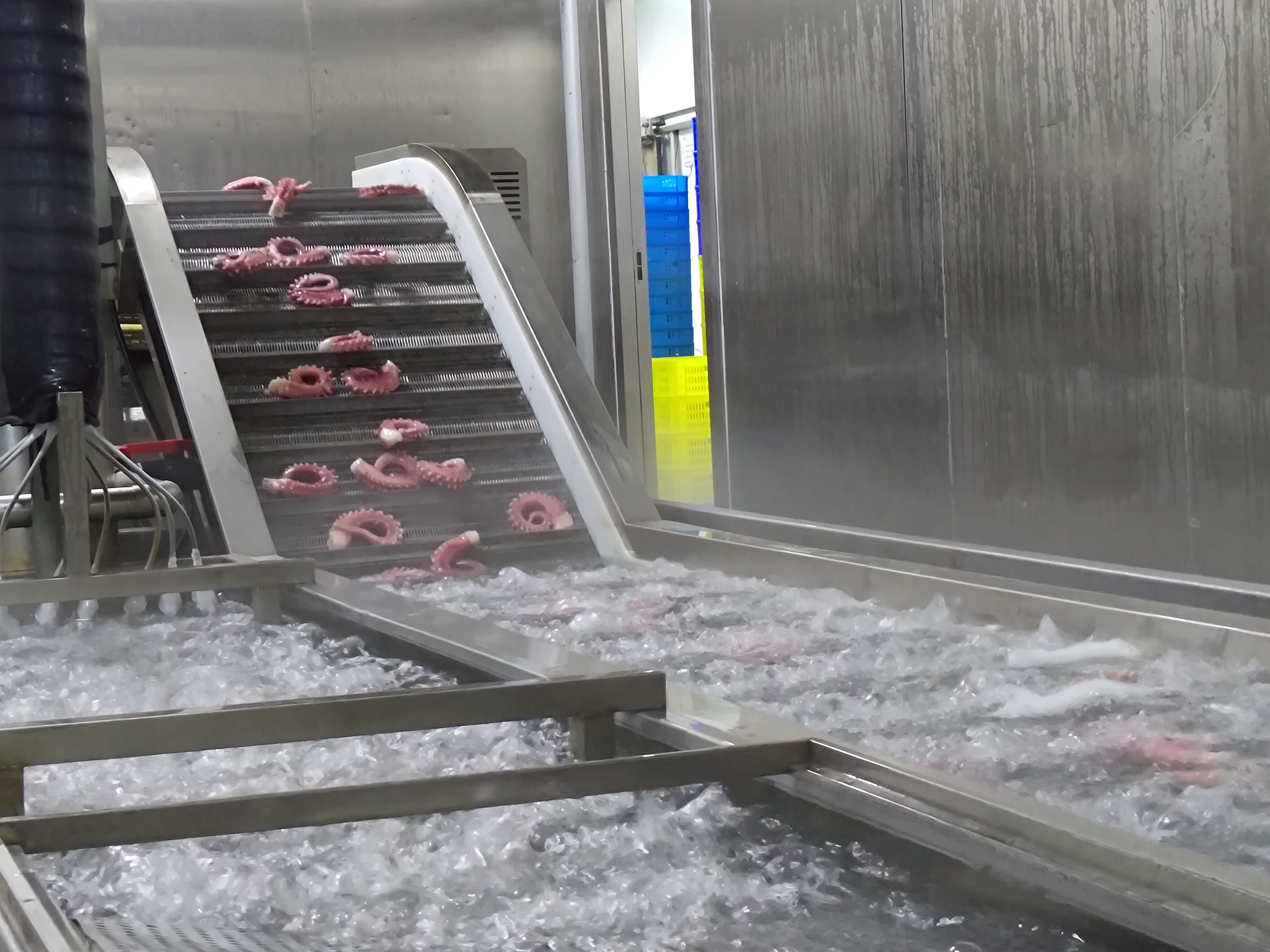 Glaze and pack — cooked octopus tentacles moving from the line over a stainless-steel chute into an iced-water glaze bath before pack-out.