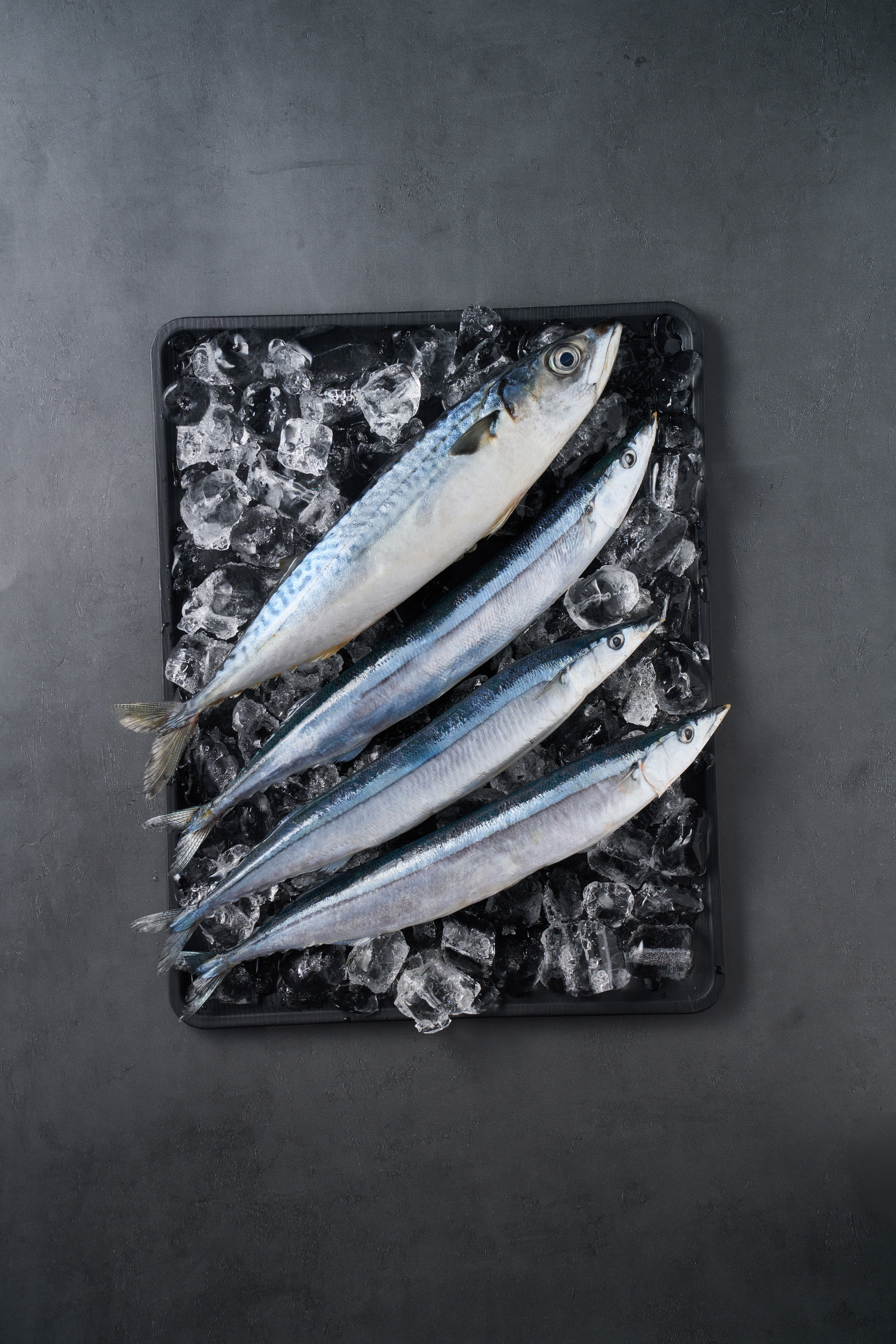 Pacific saury — overhead studio shot of fresh whole-round saury arranged on crushed ice in a black tray, against a dark concrete-textured background.