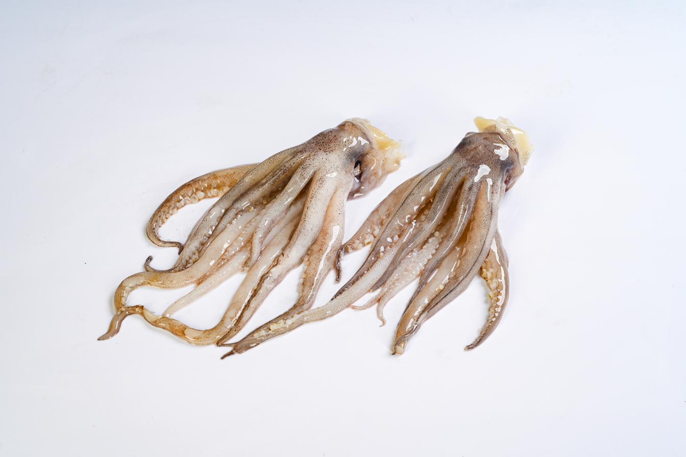 Illex Tentacles — Neck, Eyes & Beak-ON configuration