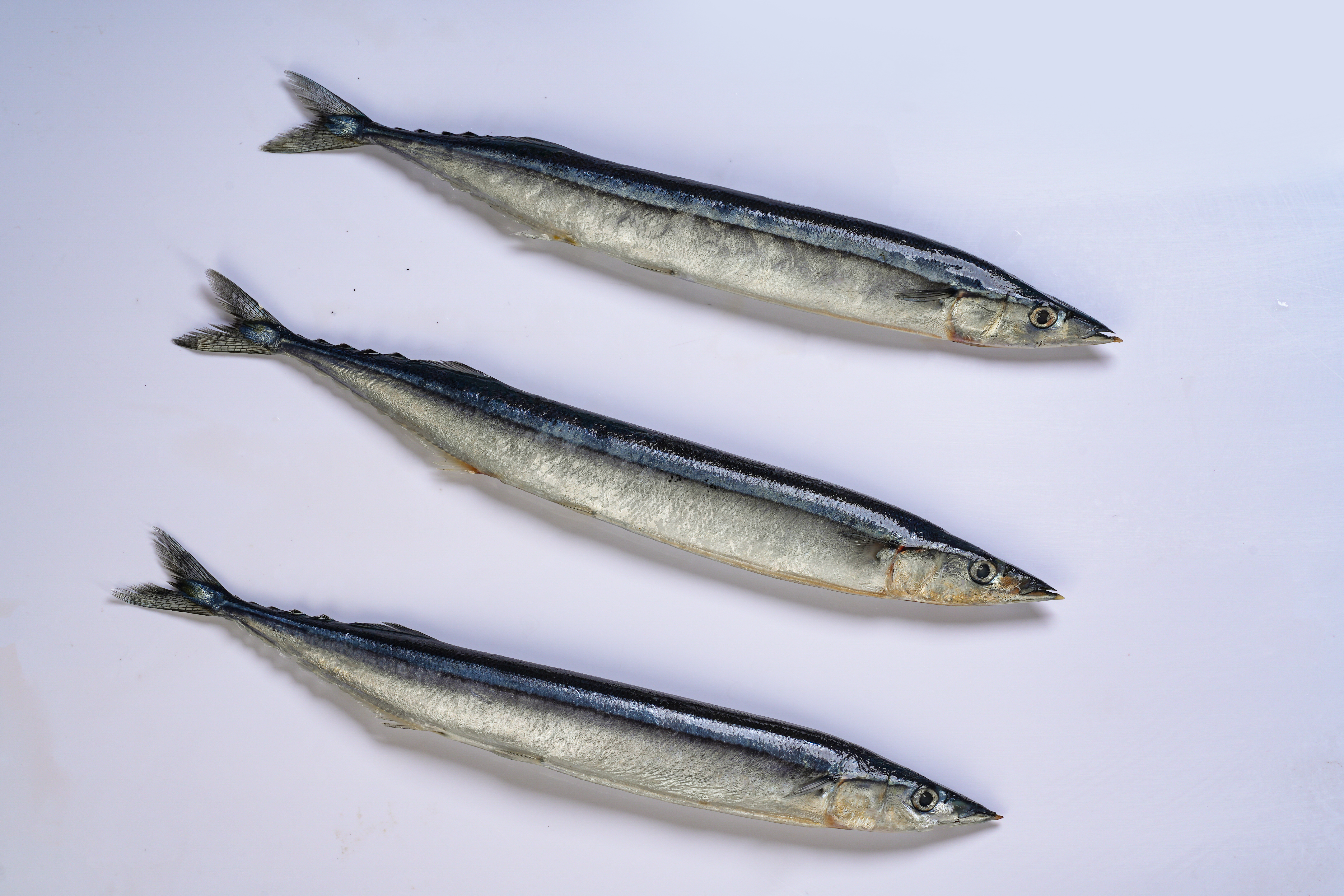 Cololabis saira — Pacific saury, three whole specimens